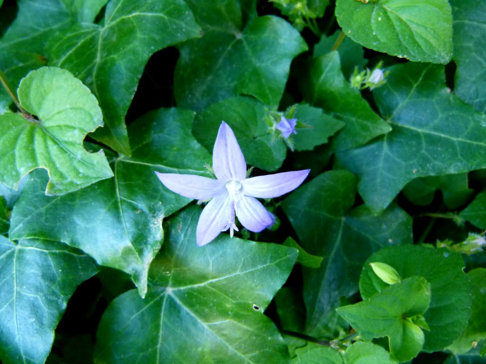 Plantes au jardin Albert Kahn 4