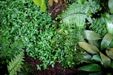 Plant textures - Conservatory of Flowers - San Francisco, CA - DSC03118