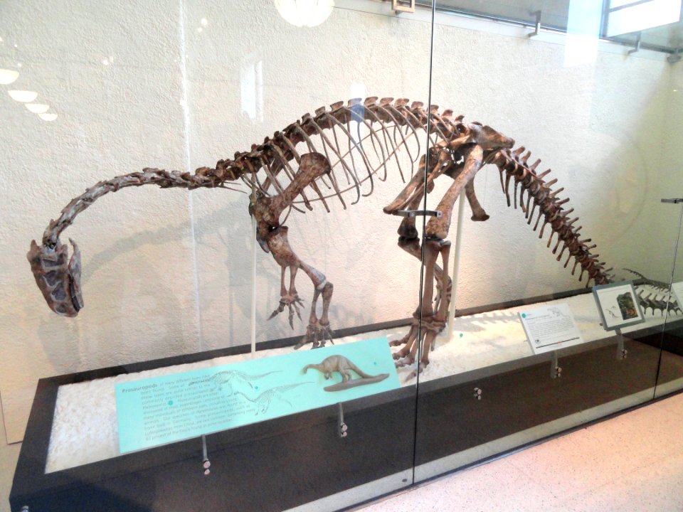 Plateosaurus trossingensis - AMNH - DSC06290