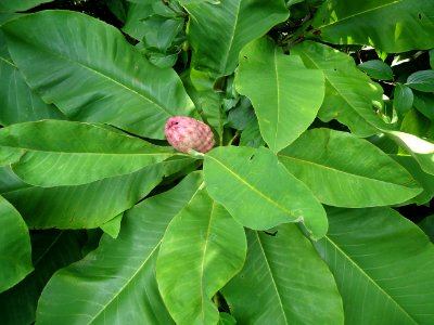 Plant with flower in Watchung NJ