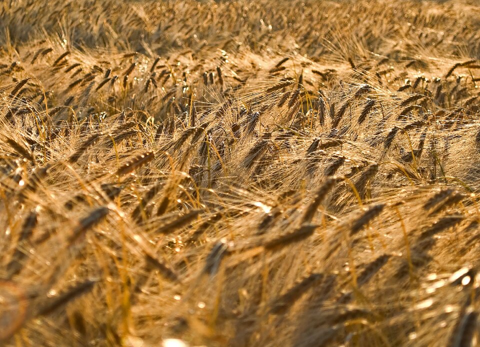 Agriculture nature ear