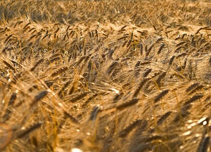 Agriculture nature ear