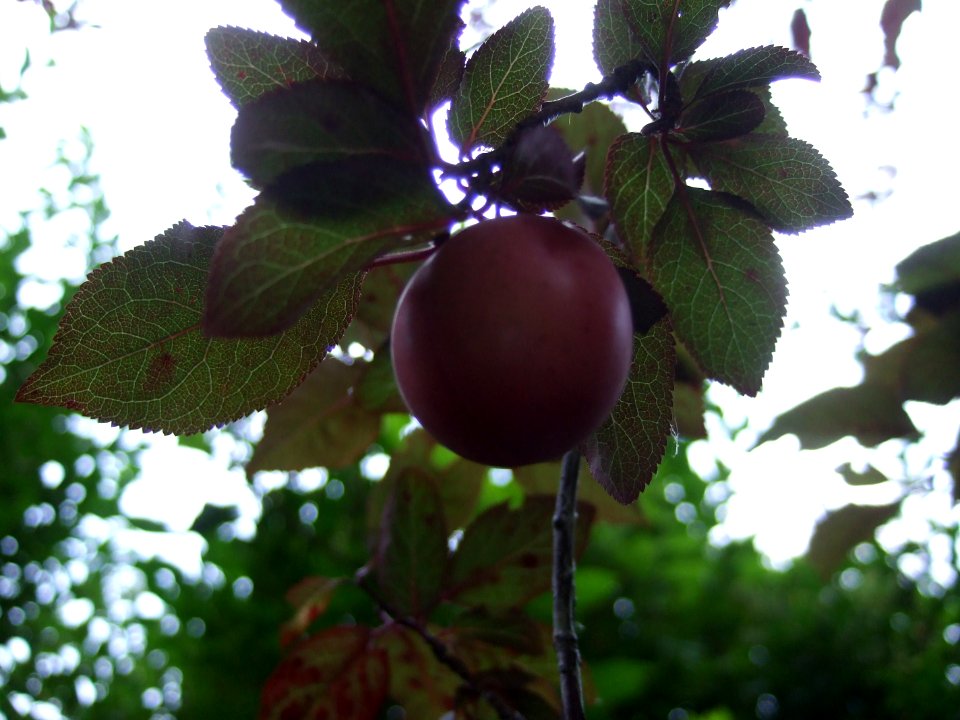Plant1C