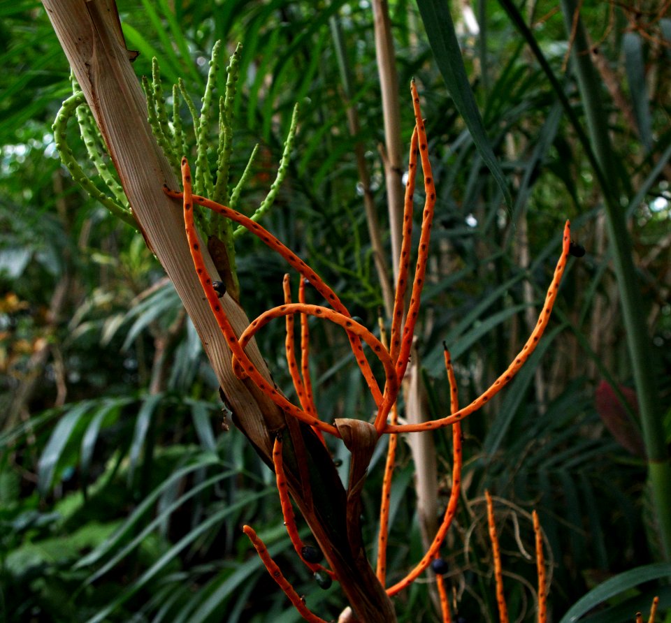 Plantes serres d'Auteuil a
