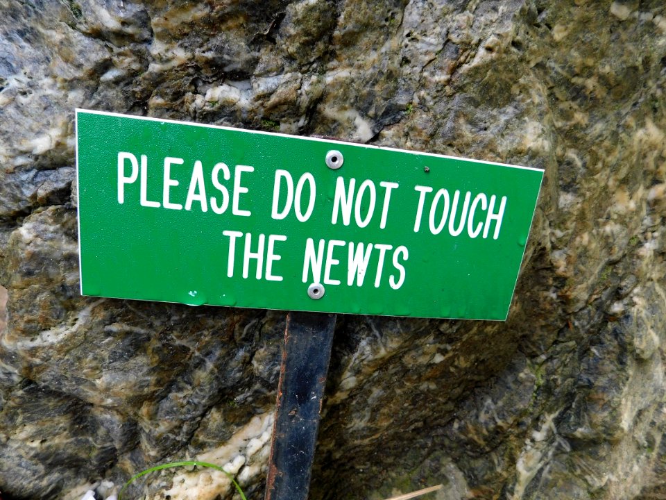 Please do not touch the newts