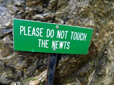 Please do not touch the newts photo