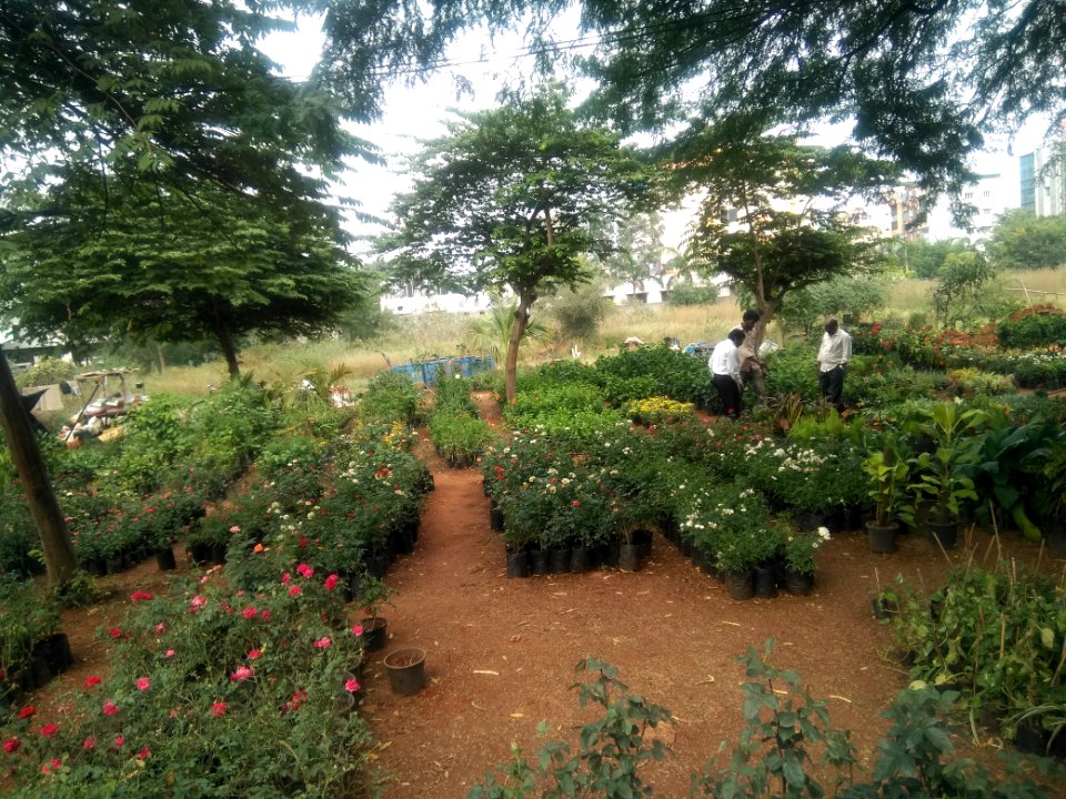 Plant Nursery