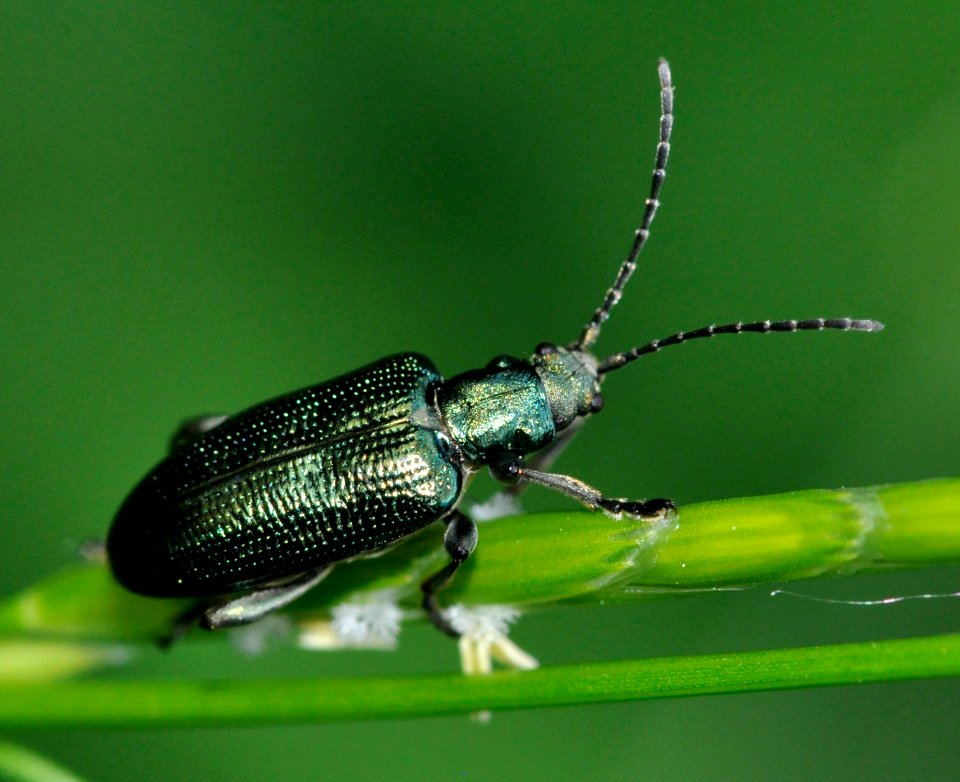 Plateumaris-sericea-03-fws