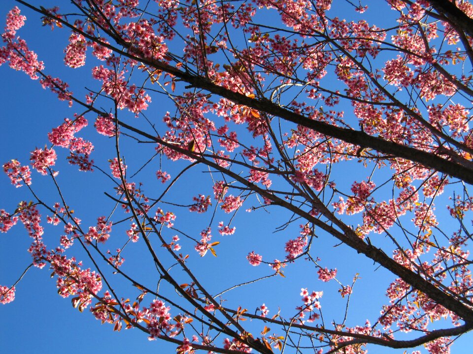 Spring cherry blossom nature