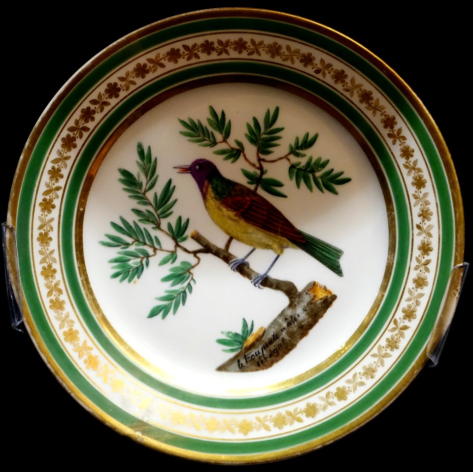 Plate depicting 'le trou piale mâle du sénégal', Schoelcher Factory, Paris, c. 1805-1810, hard-paste porcelain - Montreal Museum of Fine Arts - Montreal, Canada - DSC08755