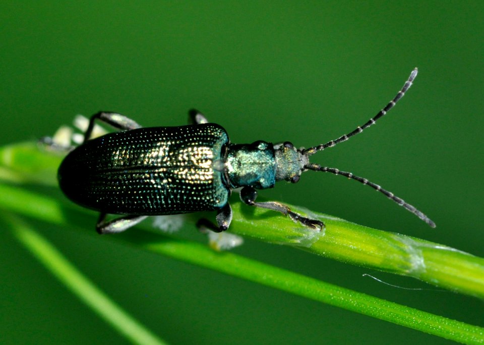 Plateumaris-sericea-01-fws