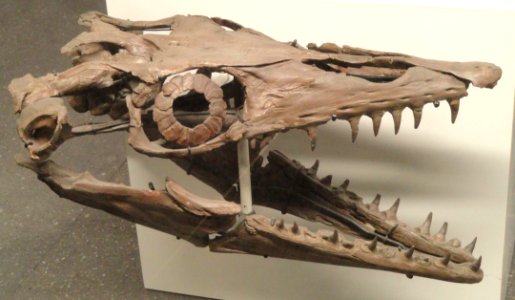 Platecarpus coryphaeus - Naturmuseum Senckenberg - DSC02187