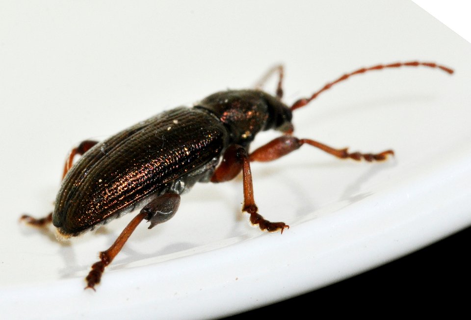 Plateumaris-consimilis-13-fws