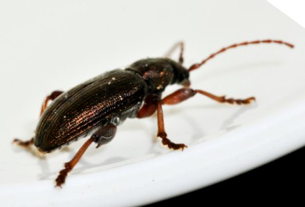 Plateumaris-consimilis-13-fws