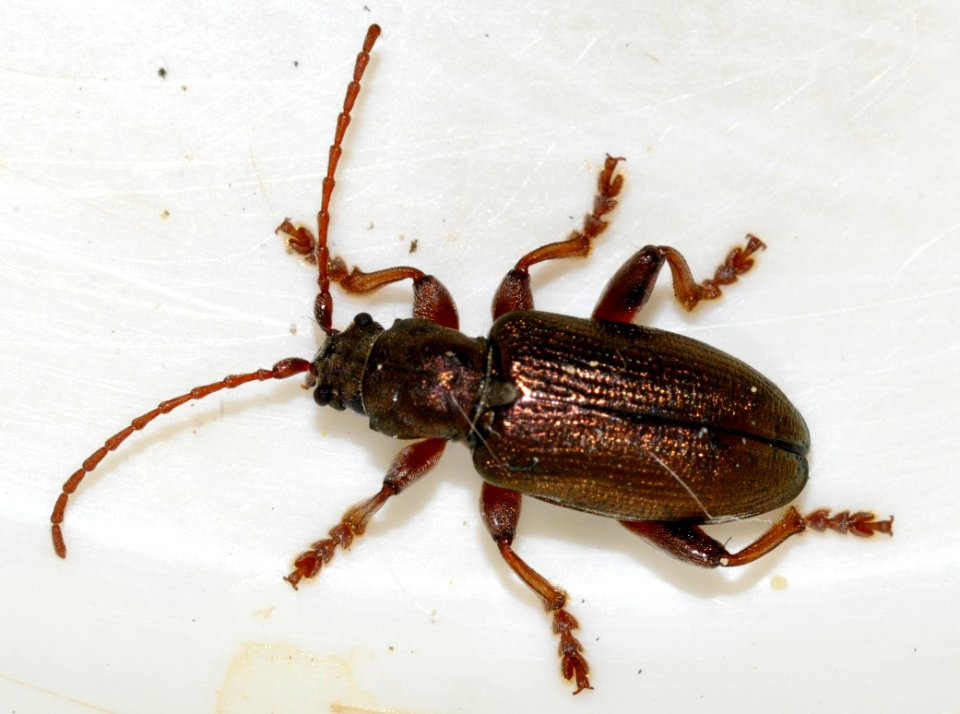 Plateumaris-consimilis-12-fws