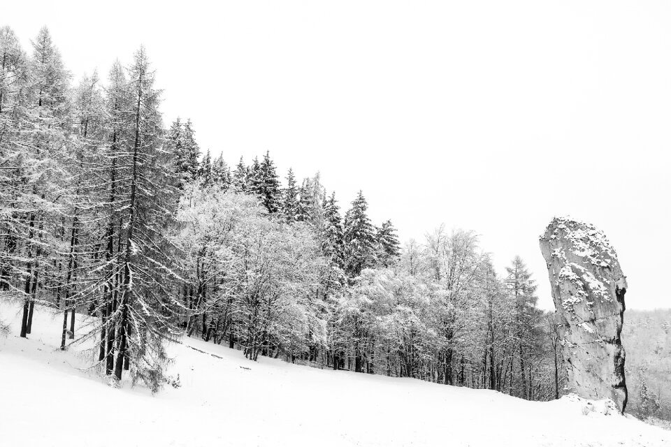 Landscape forest trees photo