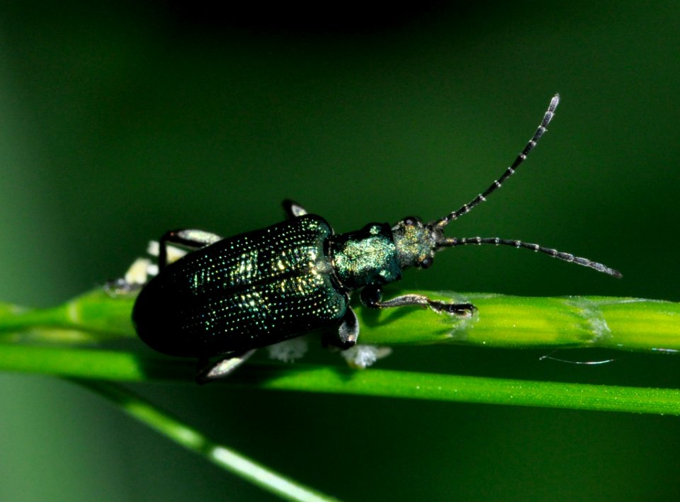 Plateumaris-sericea-02-fws