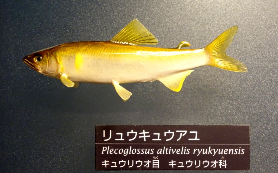Plecoglossus altivelis ryukyuensis - National Museum of Nature and Science, Tokyo - DSC06855