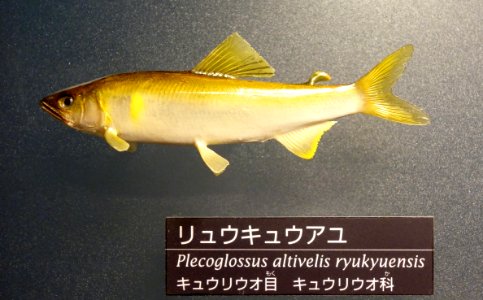 Plecoglossus altivelis ryukyuensis - National Museum of Nature and Science, Tokyo - DSC06855
