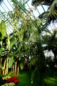 Plectocomia himalayana - Wilhelma Zoo - Stuttgart, Germany - DSC01837