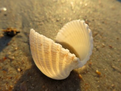 Shell natural mollusk