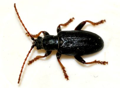 Plateumaris-consimilis-08-fws