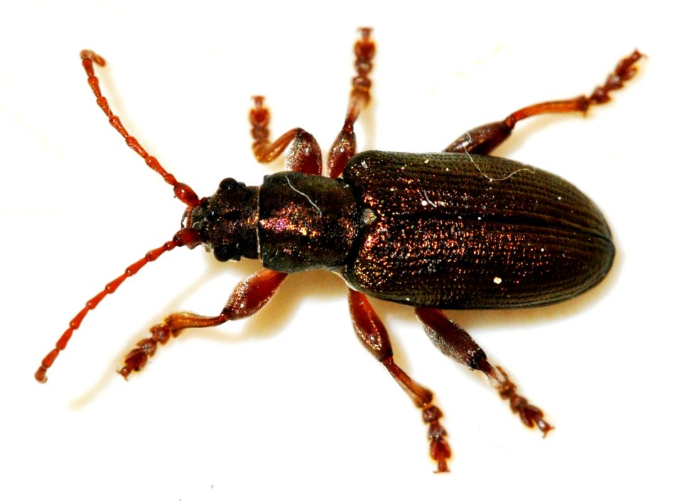 Plateumaris-consimilis-01-fws