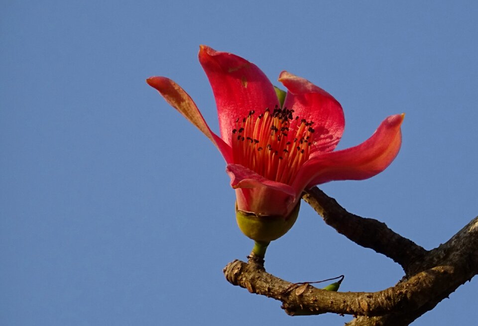 Cotton tree red silk-cotton red cotton tree