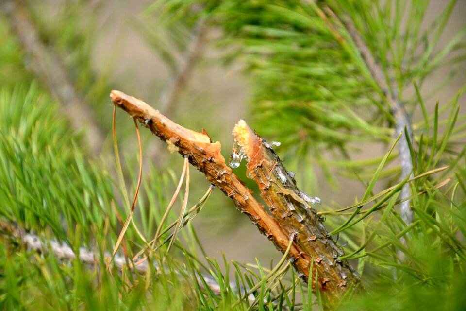 Drop pine oleoresin coniferous tree