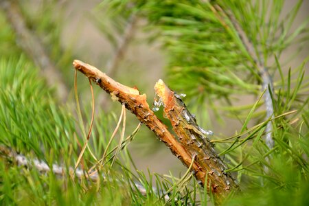 Drop pine oleoresin coniferous tree