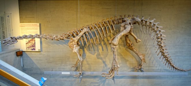 Plateosaurus engelhardti, view 1 - Naturhistorisches Museum Nürnberg - Nuremberg, Gemany - DSC04236