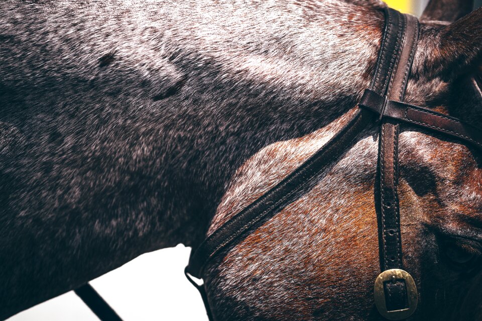 Animal close-up horse