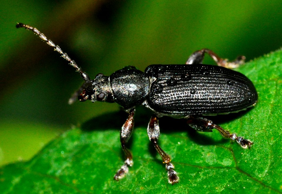 Plateumaris-consimilis-14-fws