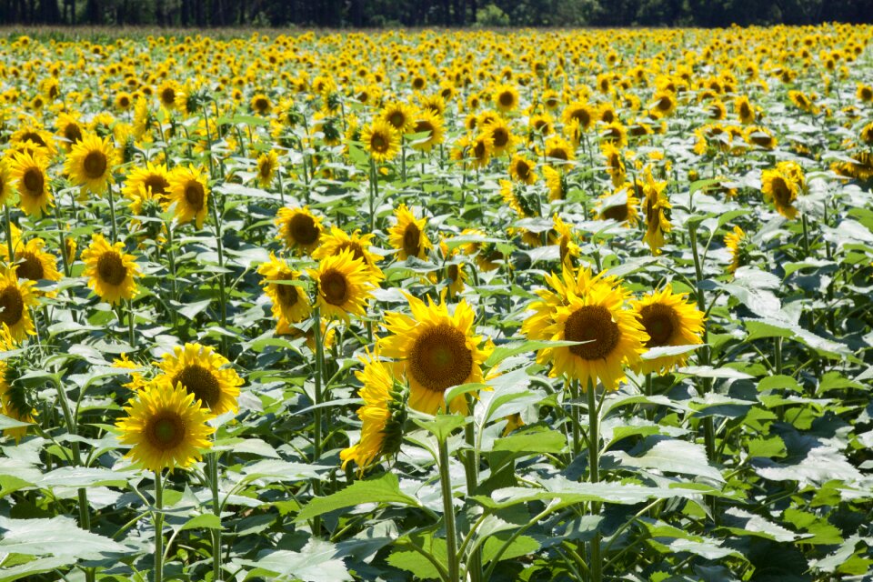 Sun growth natural