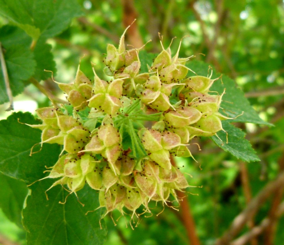 Platane détail