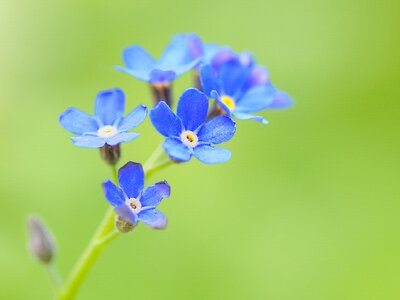 Myosotis scorpion grass boraginaceae