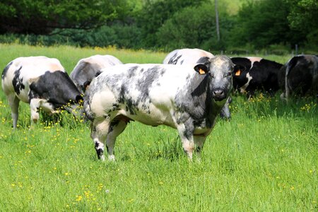 Cows animals herd photo