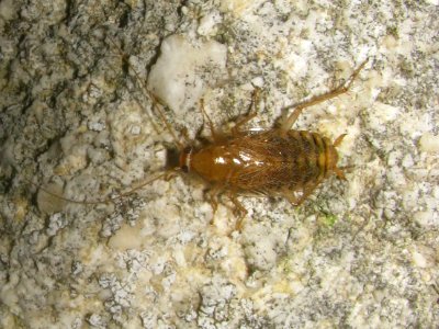 Planuncus tingitanus sl F - Ballans20091113 img78