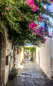 Plant-sun-road-street-flower-town-847448-pxhere
