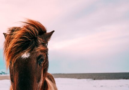 Horse macro nature