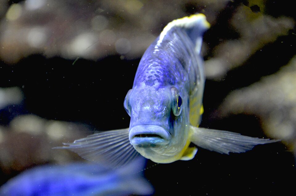 Underwater aquarium funny