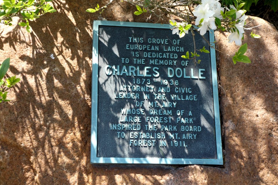 Plaque for Charles Dolle Grove of European Larch - Mount Airy Arboretum - DSC03820