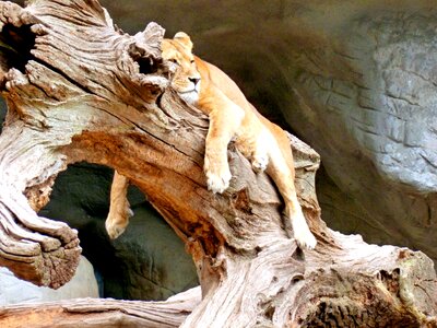 Predator zoo animal world