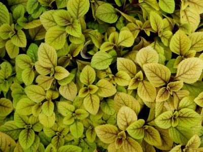 Plectranthus certendahli