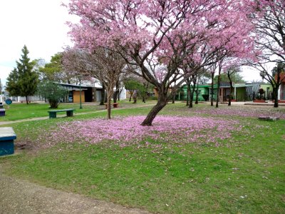 Plazoleta J. Pedro Varela photo