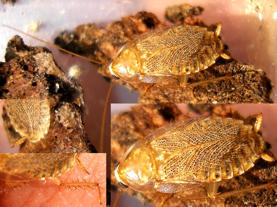 Planuncus tingitanus sl - Mannheim2009 collage
