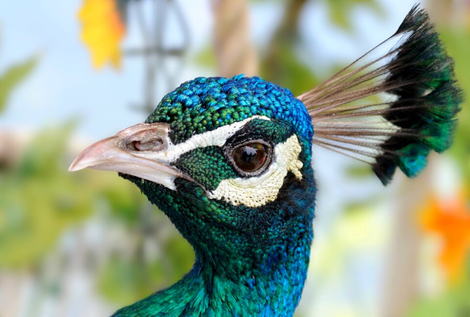 Animal bird peacock