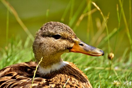 Cute nature water photo