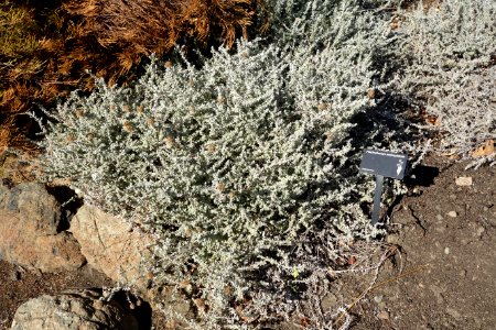 Plecostachys serpyllifolia - Leaning Pine Arboretum - DSC05659