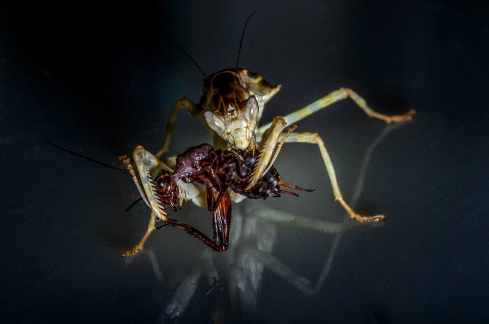 Insect nature deadly